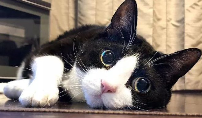 奶牛猫为什么被叫极霸猫 奶牛猫为什么被叫极霸猫