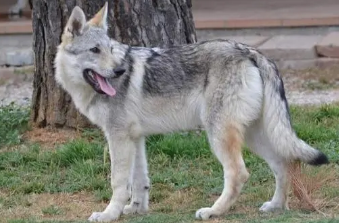 捷克狼犬拉稀怎么处理？捷克狼犬拉肚子解决方法。