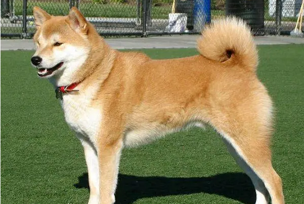 秋田犬为什么会咬家里的猫猫？怎么回事？