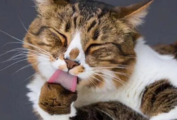猫咪为什么都会舔毛