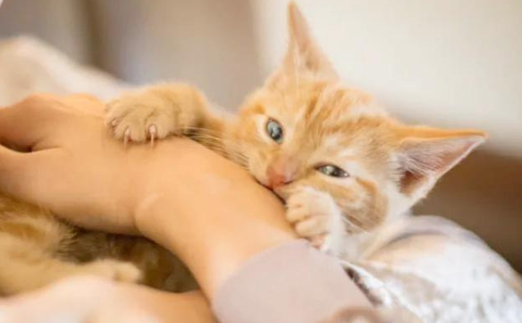 猫咪为什么咬小主人脖子呢