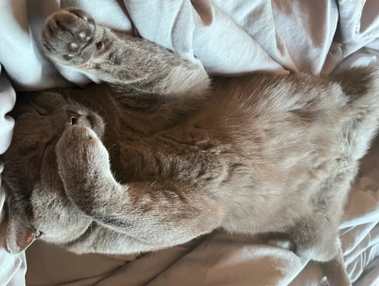 英短蓝猫一年生几窝?一起来了解一下吧 英短蓝猫一年生几窝?一起来了解一下吧