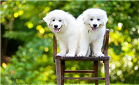大白熊犬在中国禁养吗