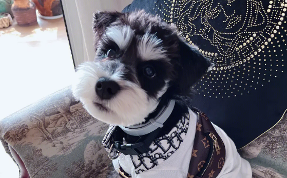梗犬品种大全图片 梗犬品种大全图片