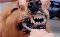 狗狗吃了人的头发会怎样