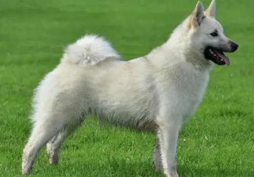 挪威布哈德犬怎么训练握手？握手训练它来咯！