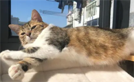 猫咪睡觉晒太阳好嘛为什么