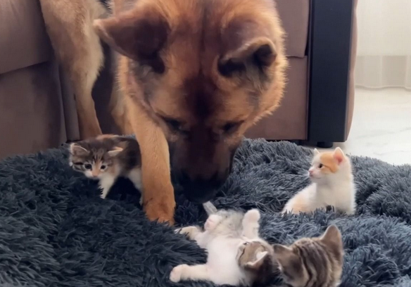 猫咪为什么占狗窝呢 猫咪为什么占狗窝呢