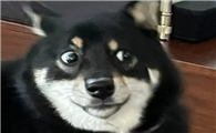 狗狗眼神躲闪 不敢直视