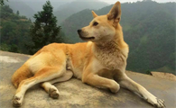 土狗为什么见到主人摇尾巴?这是什么表现?