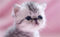 小奶猫为什么会长耳螨?长耳螨的原因?