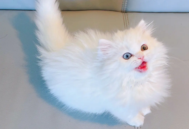 异瞳矮脚猫多少钱