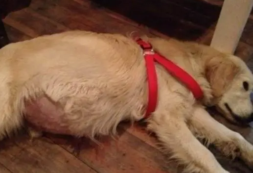 狗狗肝腹水临死前5天症状