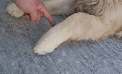 狗狗前腿为什么萎缩了