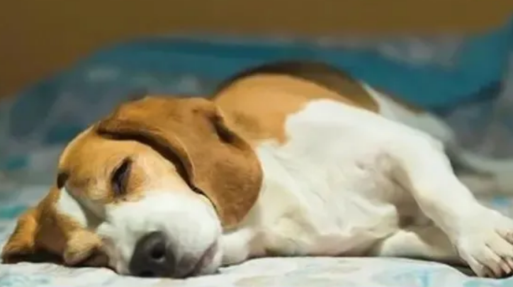 如何给狗狗挤肛门腺