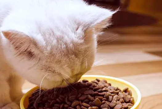 猫粮里不能有的配料