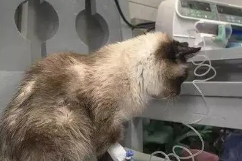 猫咪生病没有及时治疗会恨主人吗为什么