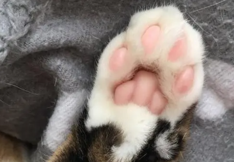 猫咪为什么爱抠人脚趾呢