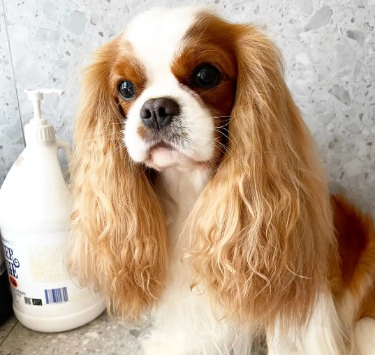 查理王小猎犬好养吗?