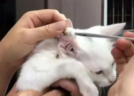 猫咪耳朵肿了一个大包