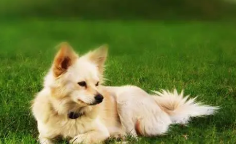 芬兰狐狸犬怎么洗澡？洗澡流程是？