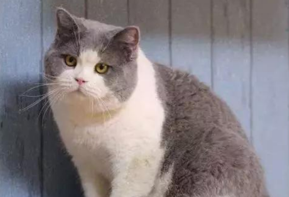 猫咪跑丢了,怎样能快速找到猫咪?