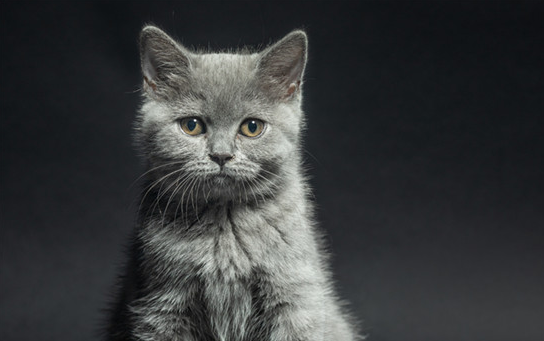 英短蓝猫的粘人吗?答案是肯定的 英短蓝猫的粘人吗?答案是肯定的
