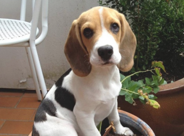 比格犬相当于人几岁的智力?比格犬应该怎么养? 比格犬相当于人几岁的智力?比格犬应该怎么养?