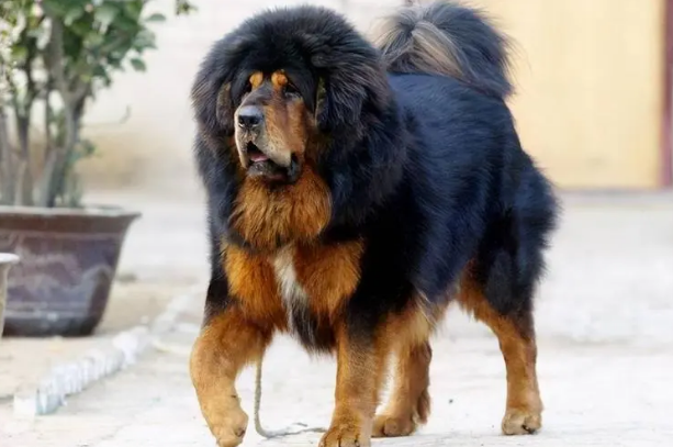 藏獒咳嗽该怎么办?导致藏獒咳嗽的原因? 藏獒咳嗽该怎么办?导致藏獒咳嗽的原因?