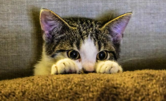 猫咪为什么怕怕的声音呢