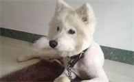 为什么狗狗剪毛后会闷气