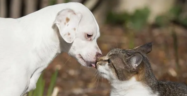 猫和狗的视力哪个好 猫和狗的视力哪个好