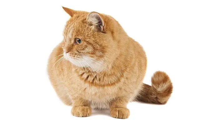 猫羊水破了2天迟迟不生