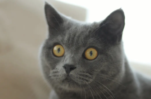 蓝猫换牙时期吃什么? 蓝猫换牙时期吃什么?
