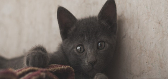 如何养和训练蓝猫 什么时候训练猫咪最好 如何养和训练蓝猫 什么时候训练猫咪最好