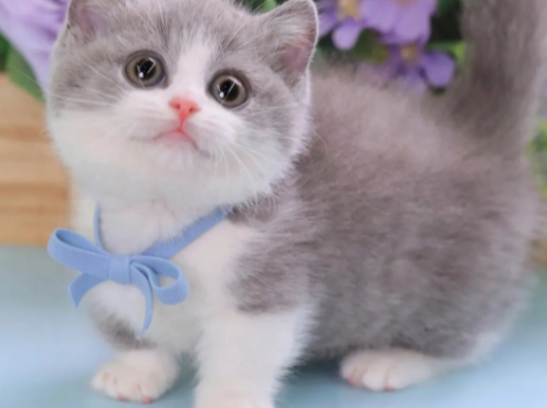 英短蓝白矮脚猫多少钱一只 英短蓝白矮脚猫多少钱一只