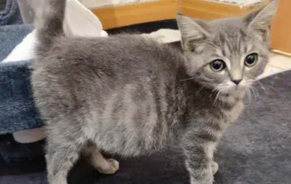 猫为什么会得猫腹水 猫为什么会得猫腹水