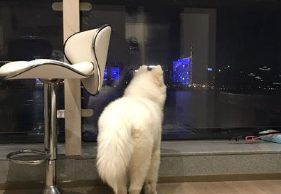 二哈不仅看电视,还特爱灯光秀,不知道是不是成精了! 二哈不仅看电视,还特爱灯光秀,不知道是不是成精了!