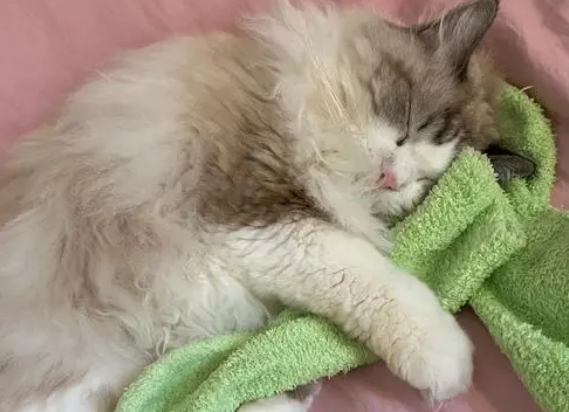 猫咪为什么老是叼袜子呢怎么回事