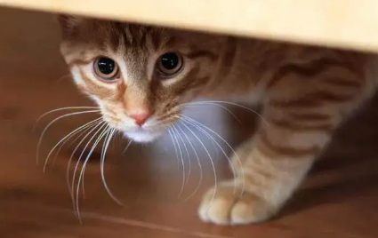 猫咪为什么很害怕出门玩 猫咪为什么很害怕出门玩