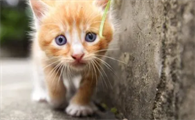 猫丢了还能回来吗