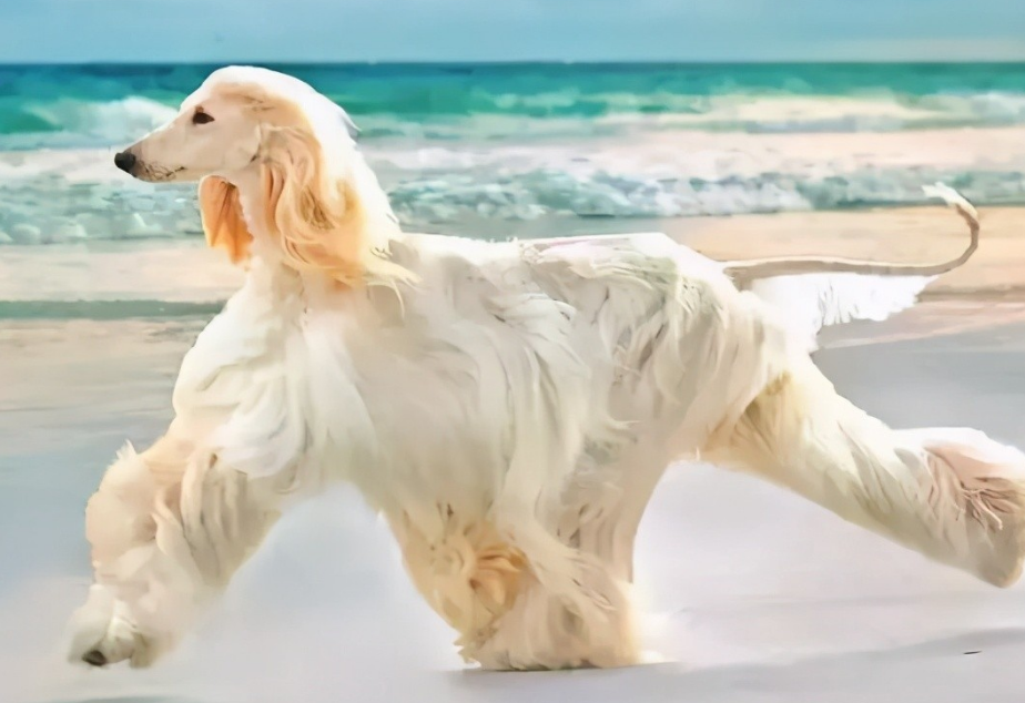 阿富汗犬为什么中国不让养