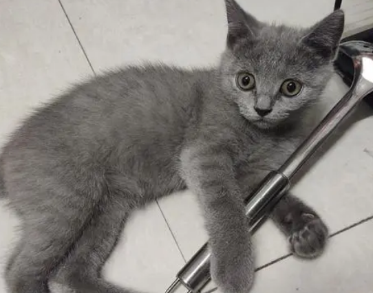 蓝猫身上有暗纹是怎么回事?来这里get下吧 蓝猫身上有暗纹是怎么回事?来这里get下吧