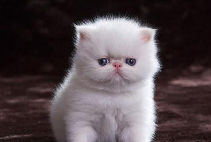 小奶猫吃饱了还一直叫怎么办?怎么让它安静下来? 小奶猫吃饱了还一直叫怎么办?怎么让它安静下来?
