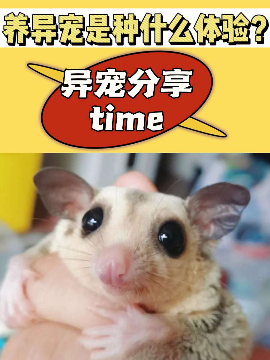 养异宠是一种怎样的体验？进来交流