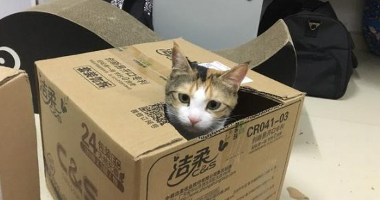 顺丰快递可以寄猫猫吗现在