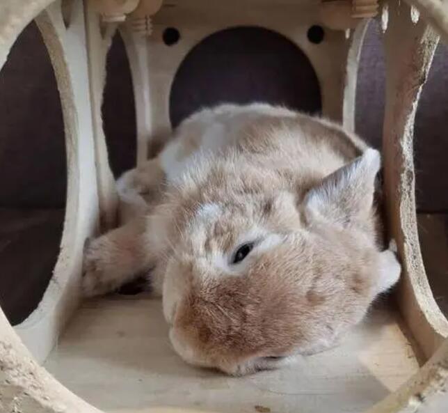 兔子被吓到了死前症状