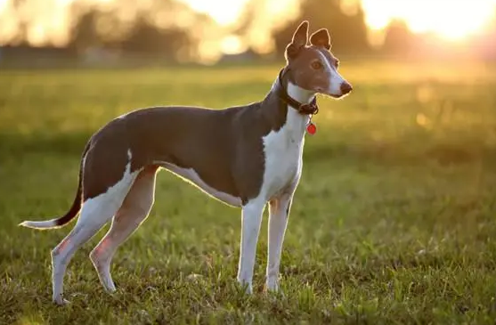 惠比特犬和灵缇哪个更适合