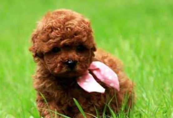 红贵宾犬的毛发美容怎么保养？来看看吧
