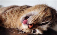 猫咪吃完克痛胁要死了